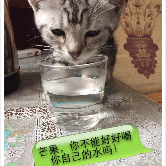 购买仿真餐饮服务许可证